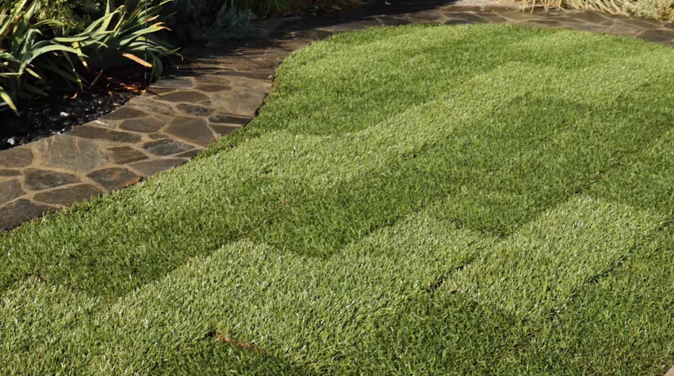Professional lawn care and maintenance services in Town 'n' Country, FL showing healthy green lawn